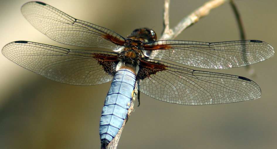 dragonfly puzzle online from photo