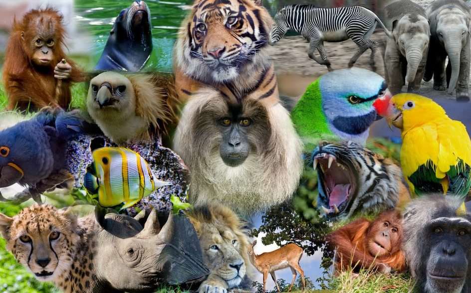 Indonesiska djur Pussel online