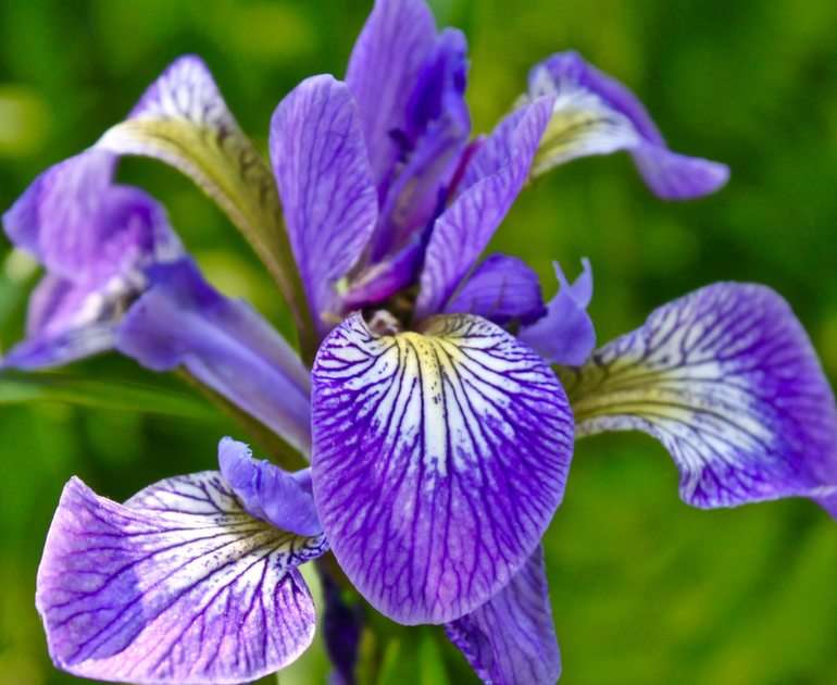 Iris Germanica sauvage puzzle en ligne