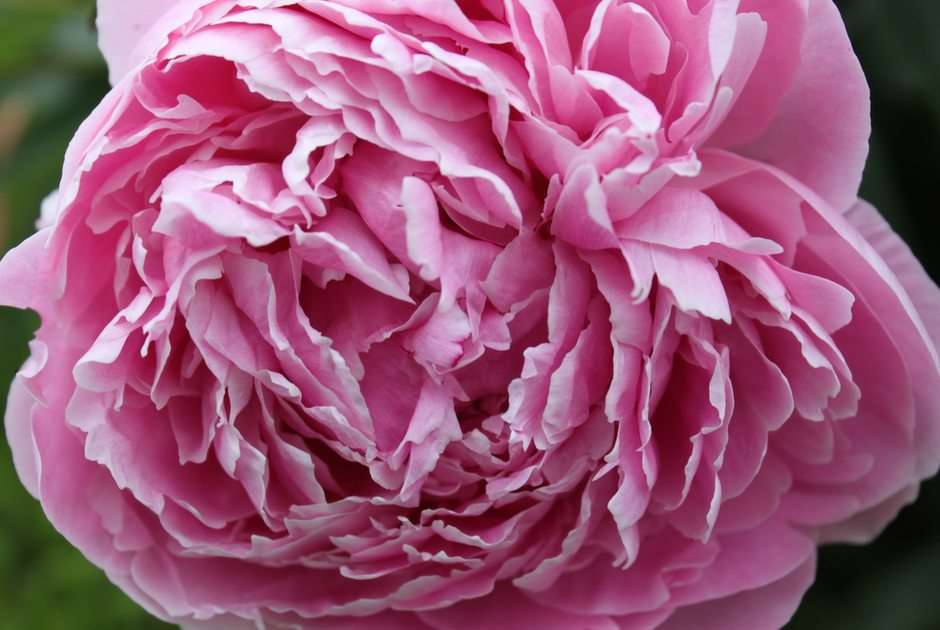 Rózsaszín pünkösdi rózsa puzzle online fotóról