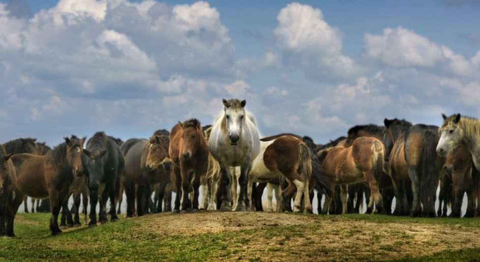 Flock hästar pussel online från foto