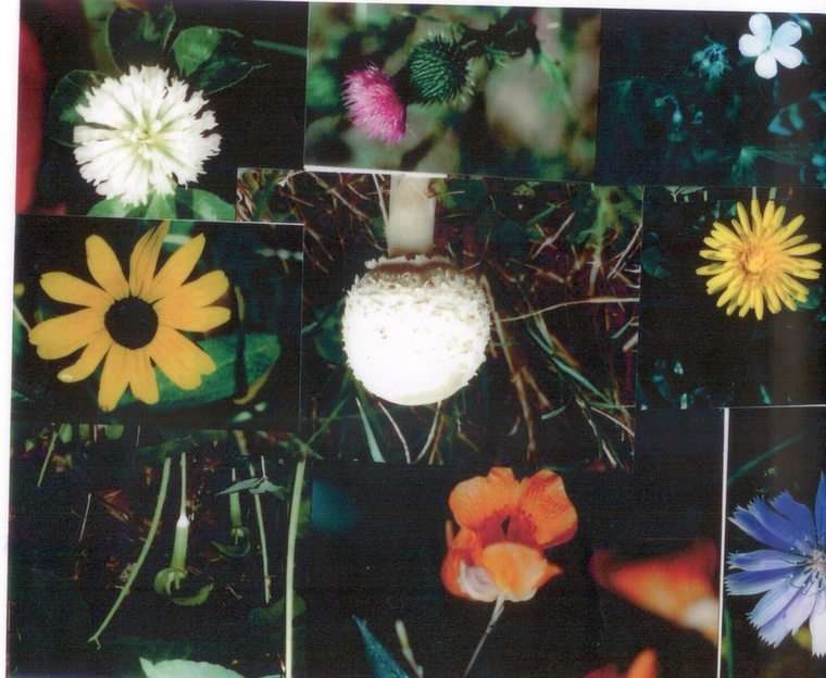 FlowersCollage online puzzle