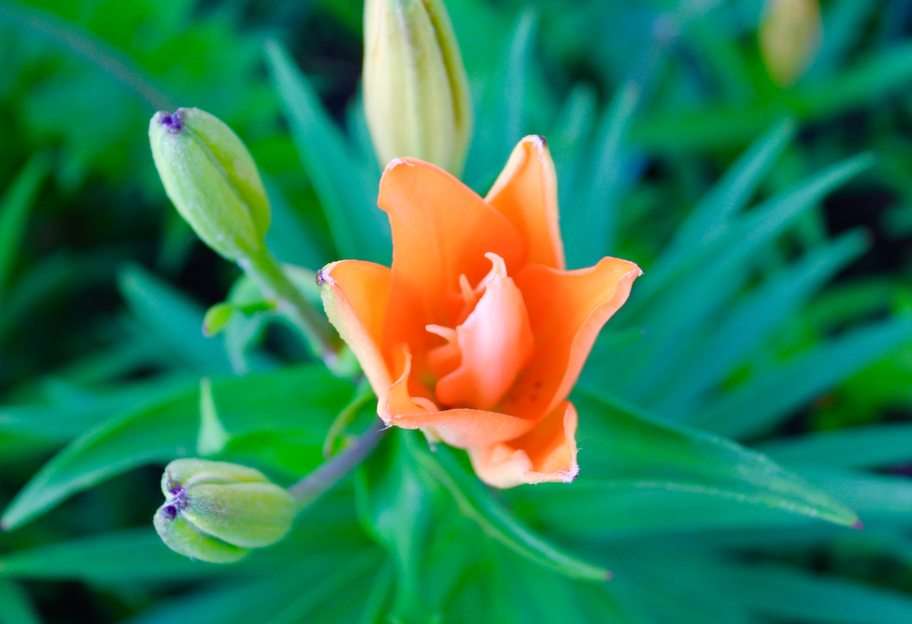 Daylily in bloom puzzle online from photo