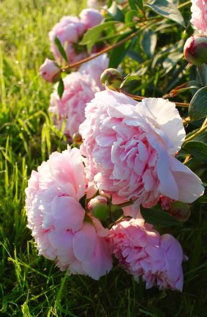 Peonías rosas puzzle online a partir de foto