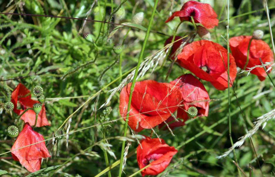 poppies puzzle online from photo