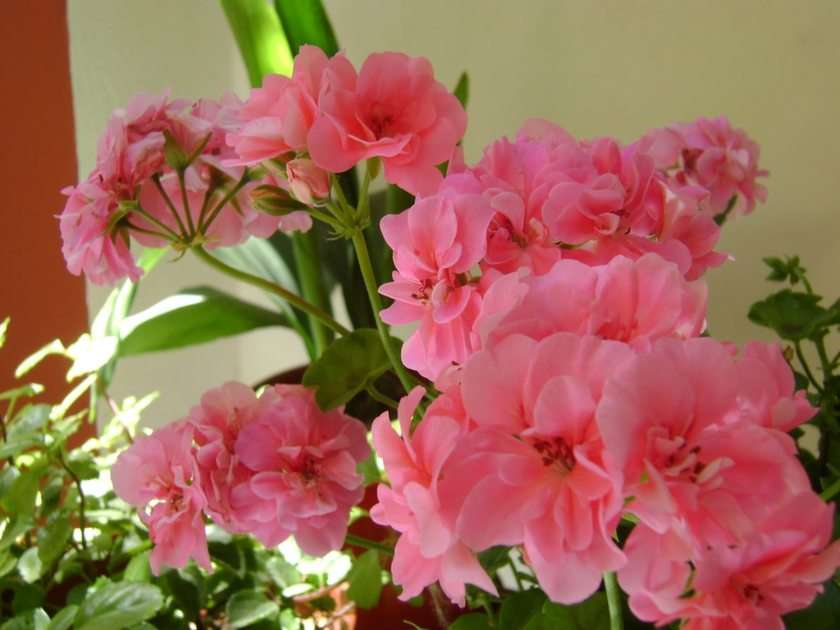 virág puzzle online fotóról