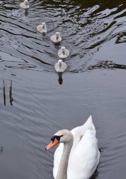 SWAN FAMILY online puzzle
