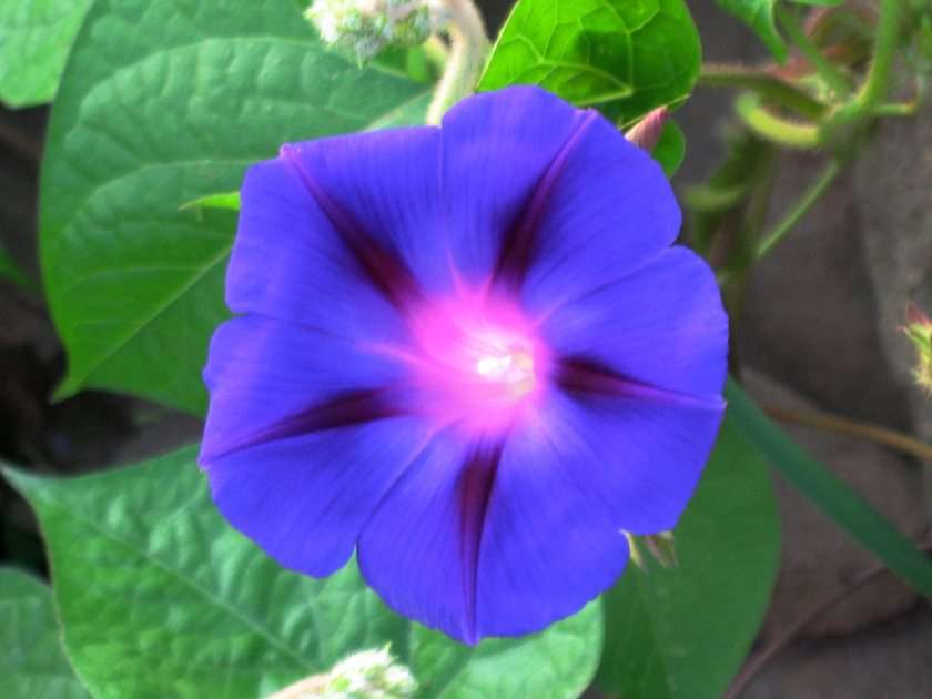 Morning Glory online puzzle