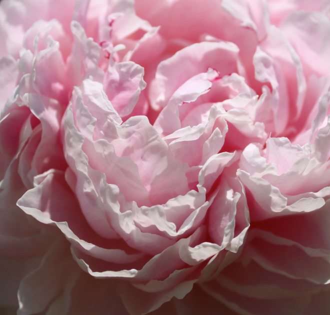 Rózsaszín bazsarózsa puzzle online fotóról