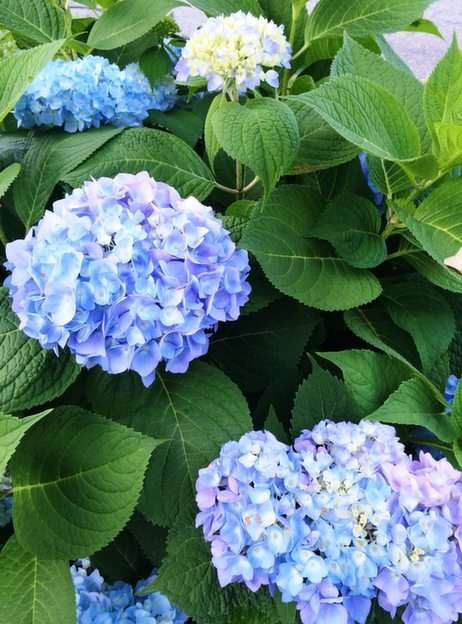 Hydrangea in our Yard online puzzle