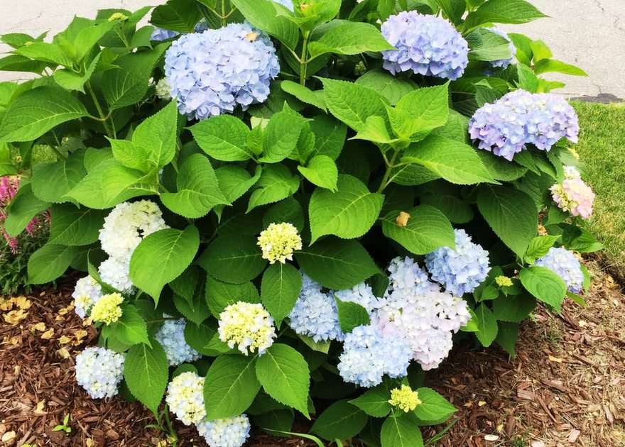 Blauwe hortensia puzzel online van foto