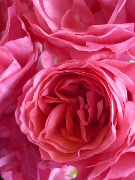 roos puzzel online van foto
