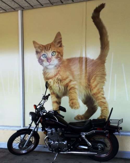 Katt på en cykel pussel online från foto