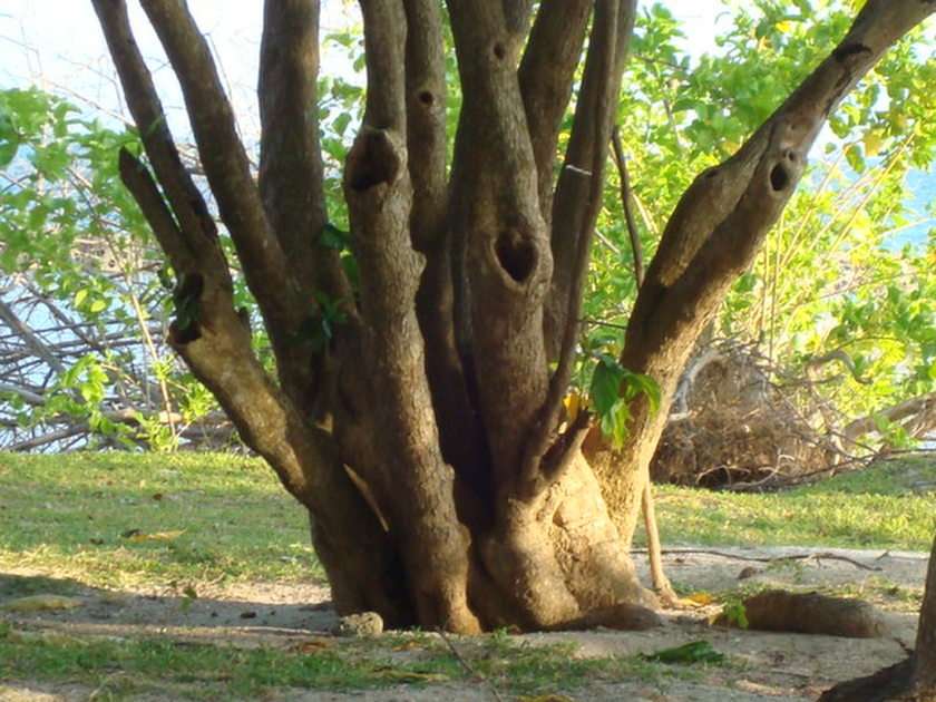 zpívající strom puzzle online z fotografie