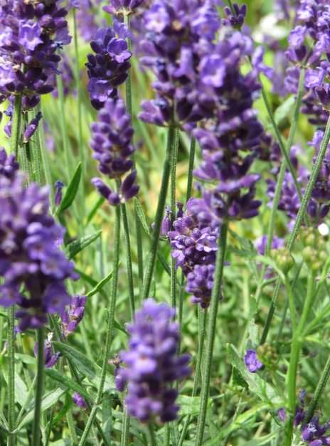 lavender puzzle online from photo