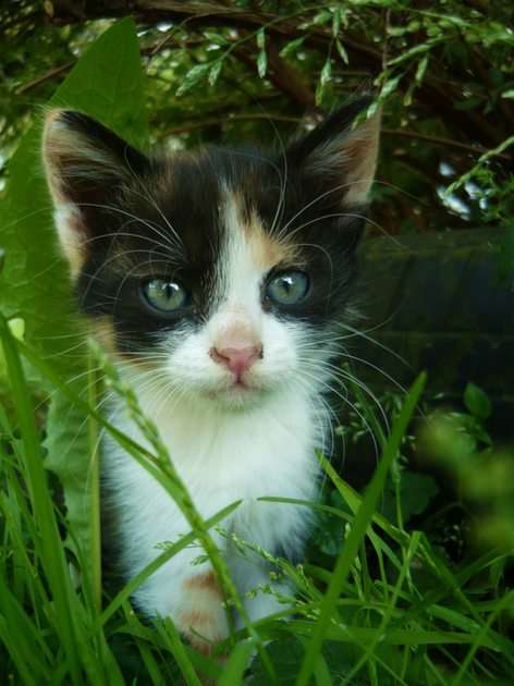 en kattunge klättrade in ... under en buske Pussel online