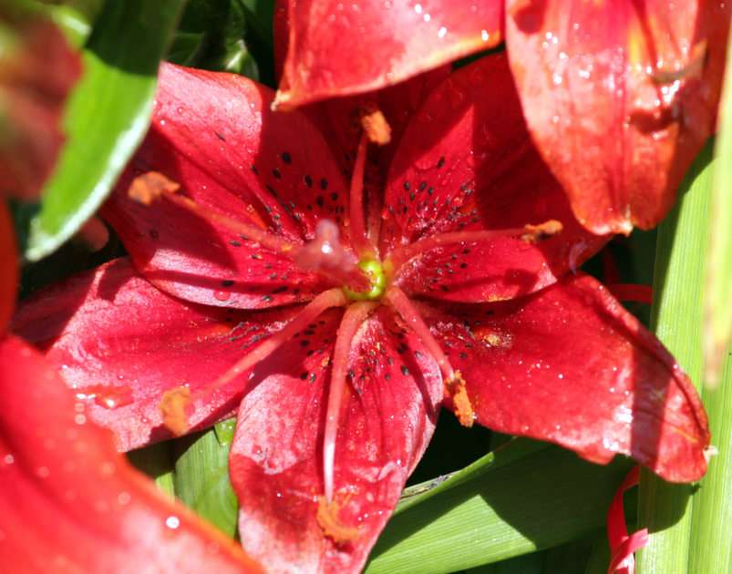 and another lily puzzle online from photo