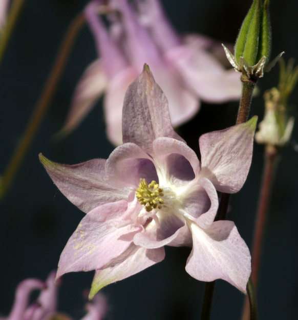 columbine puzzle online from photo