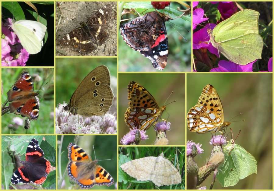 Butterflies online puzzle
