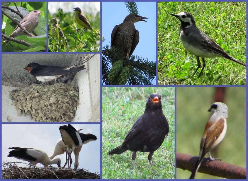 птици онлайн пъзел от снимка