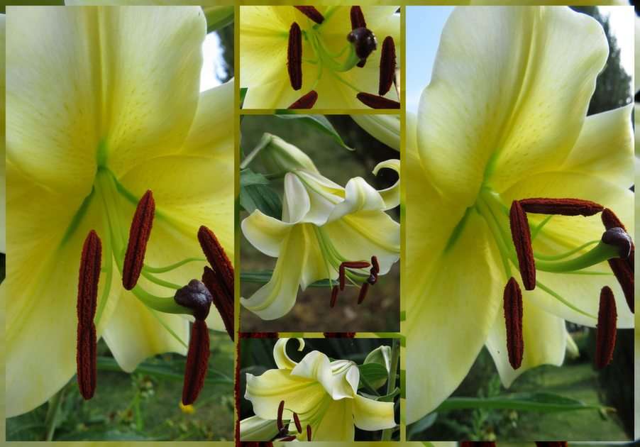 fleurs de lys puzzle en ligne à partir d'une photo