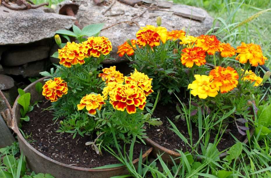 Marigolds puzzle online from photo