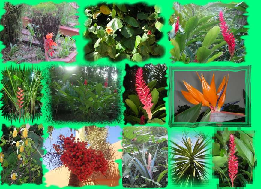 collage floral puzzle online a partir de foto