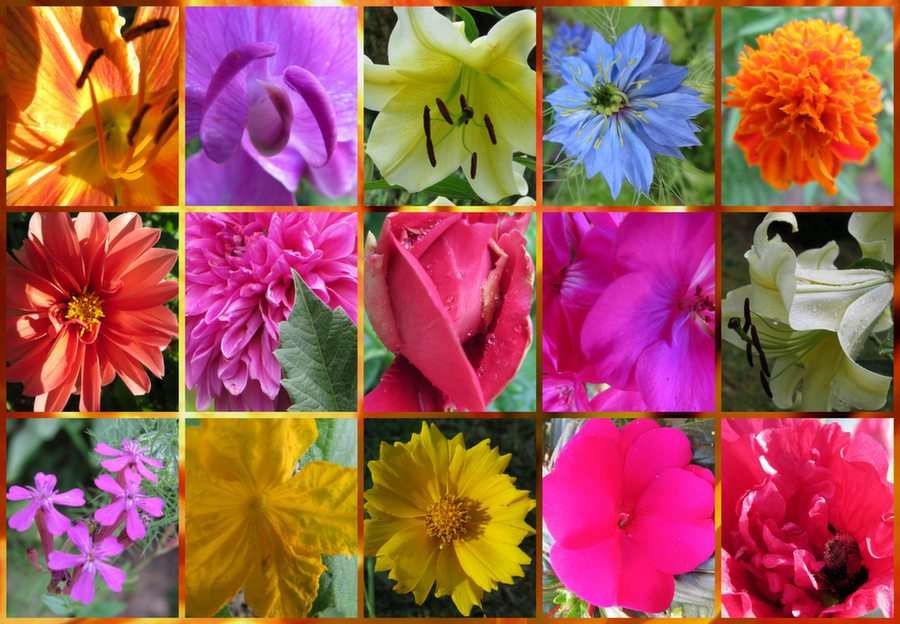 July flowers puzzle online from photo