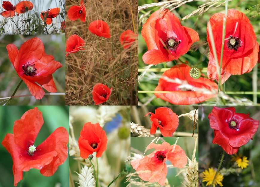 poppies puzzle online from photo