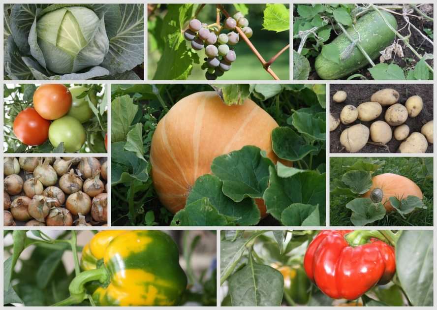 vegetables puzzle online from photo