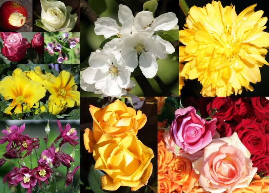květiny puzzle online z fotografie