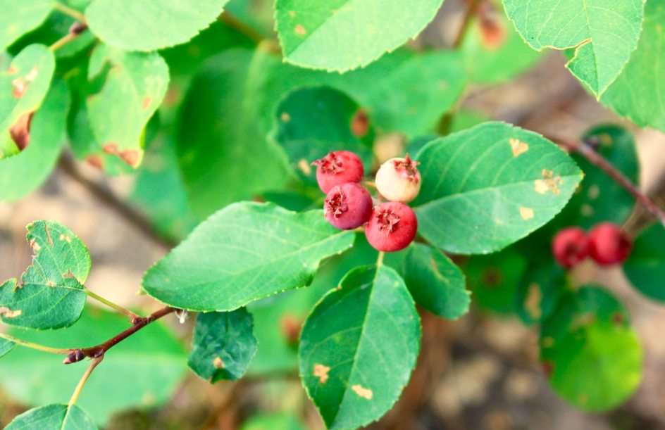 Forest Berries puzzle online from photo