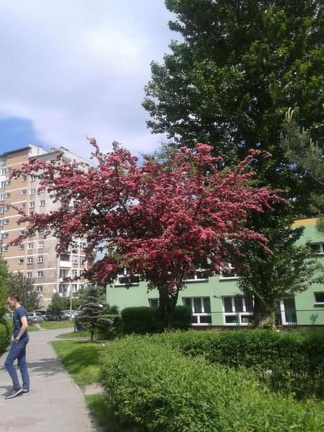 Gliwice. Jardín de infancia en Sikornik. puzzle online a partir de foto