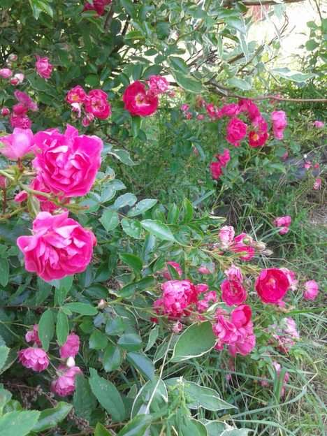 Рози на оградата. онлайн пъзел от снимка