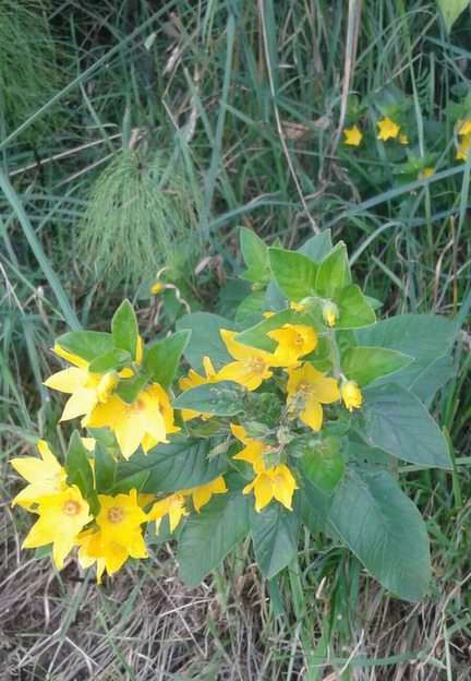Sárga virágok. puzzle online fotóról