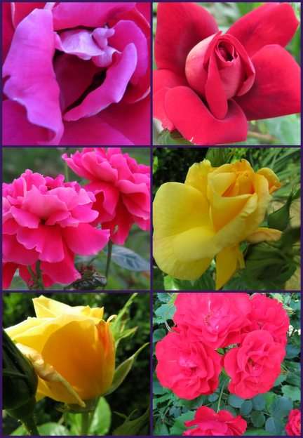 Růže puzzle online z fotografie