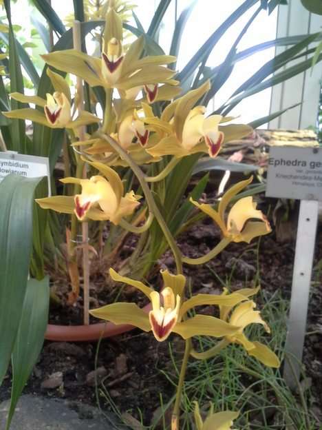 орхидея онлайн пъзел от снимка