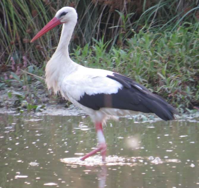 stork after the hunt online puzzle