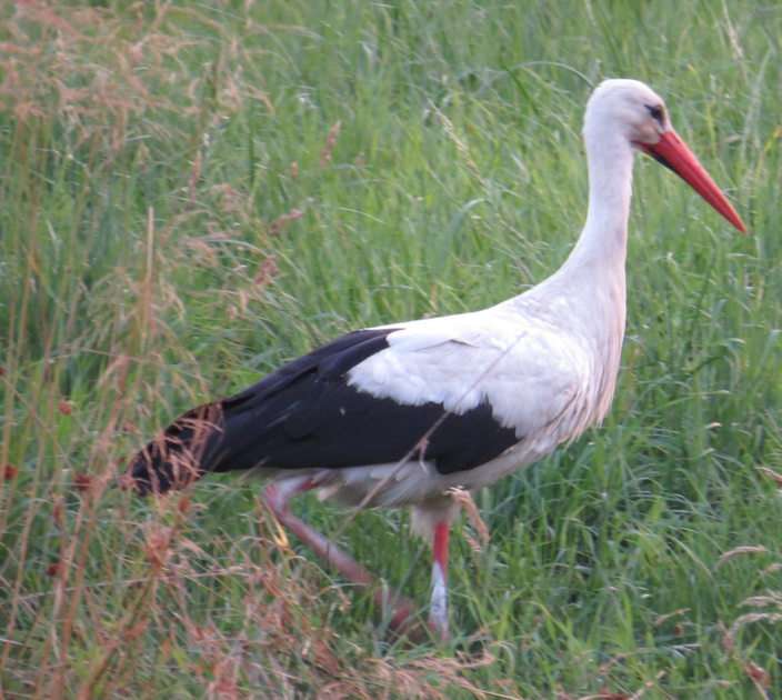 stork before hunting puzzle online from photo