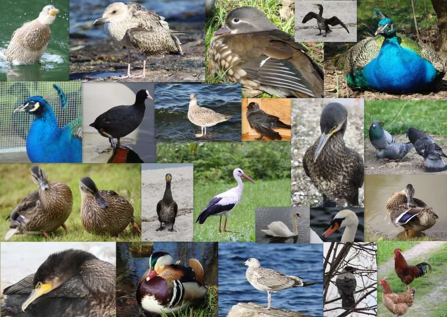 pássaros puzzle online