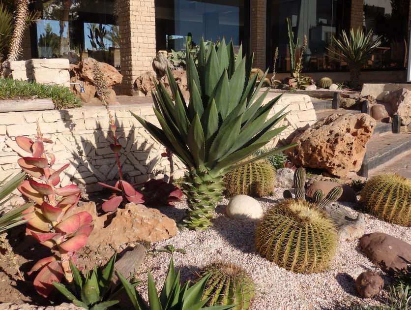 kaktuszok puzzle online fotóról