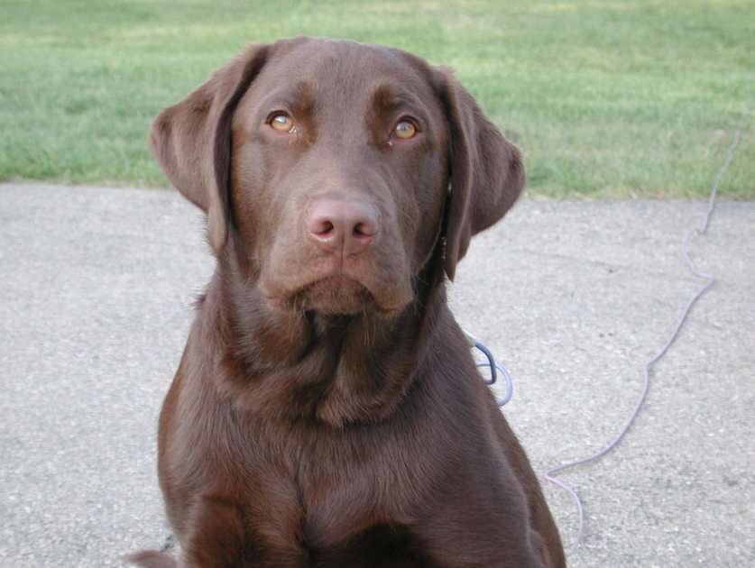 Chocolate Lab puzzle online from photo