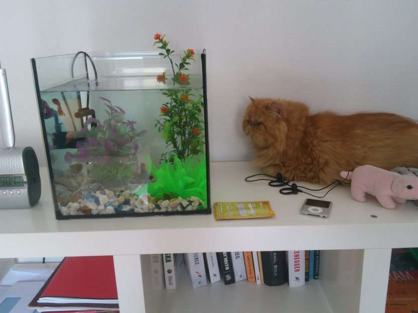 Gato e peixe puzzle online a partir de fotografia