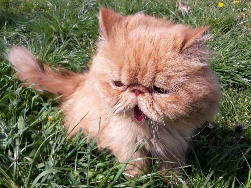 gato persa rompecabezas en línea