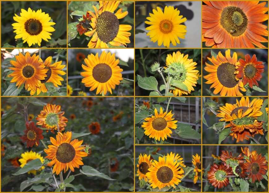 slunečnice - koláž puzzle online z fotografie