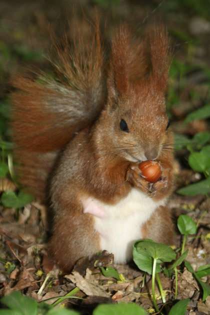 Eichhörnchen mit einer Nuss Online-Puzzle vom Foto