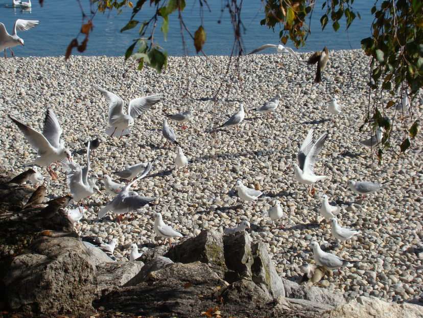 Seagulls puzzle online from photo