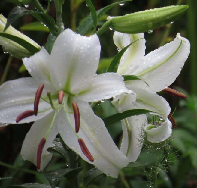 Lily puzzle online from photo