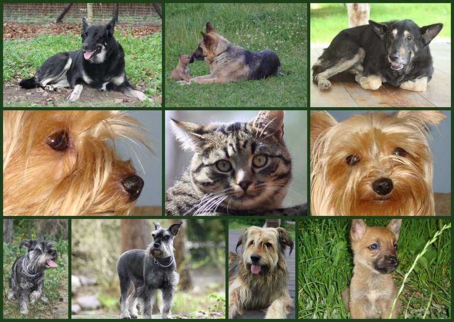 Katze und Hunde Online-Puzzle vom Foto