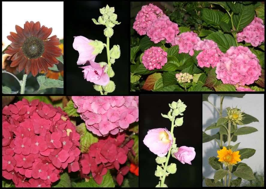 mallow, hydrangeas and sunflowers puzzle online from photo